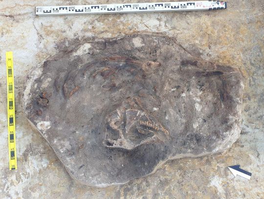 Oto, co odsłoniły wykopaliska przy budowie S17 w Bełżcu [ZDJĘCIA]