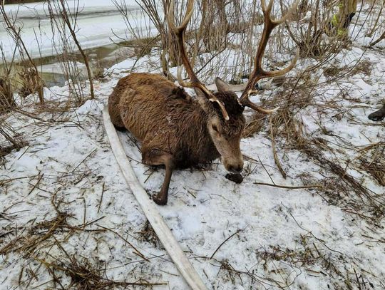 14 strażaków, 3 godziny walki o życie jelenia, który wpadł do Bugu [ZDJĘCIA]