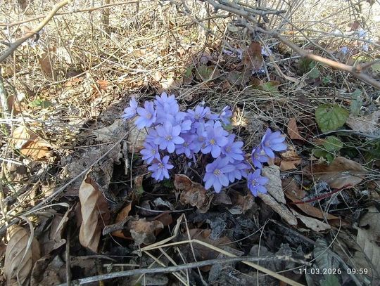 Uczniowie Mechanika i członkowie ZamToP-u ratują cenne murawy na Białej Górze [ZDJĘCIA]