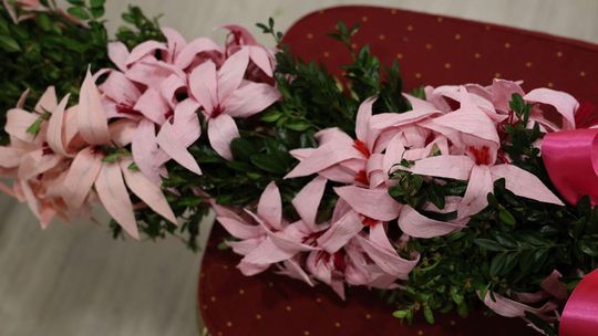 Takie palmy brały udział w konkursie powiatowym w Bełżcu [ZDJĘCIA]