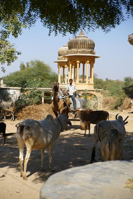 Indie okiem Jana Żebrowskiego z Zadębiec. Zobacz wspaniałe zdjęcia