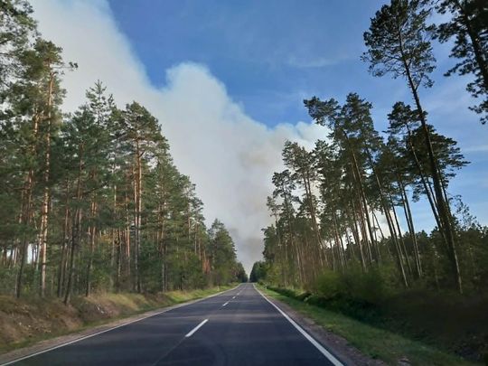 Pożar lasu w powiecie biłgorajskim - galeria zdjęc