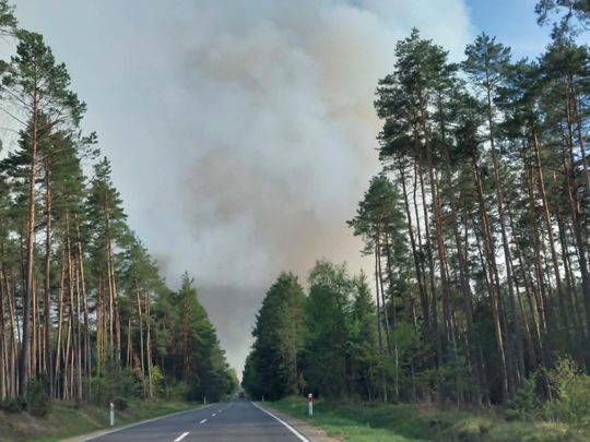 Pożar lasu w powiecie biłgorajskim - galeria zdjęc