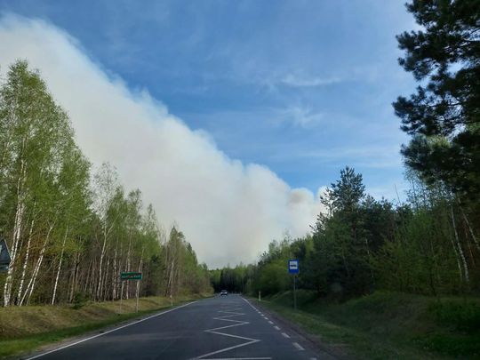 Pożar lasu w powiecie biłgorajskim - galeria zdjęc
