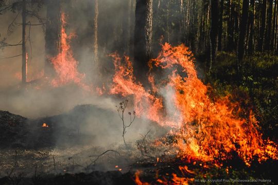 Pożar lasu w powiecie biłgorajskim - galeria zdjęć 