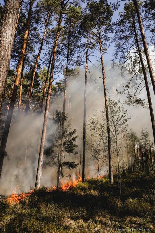 Pożar lasu w powiecie biłgorajskim - galeria zdjęć 