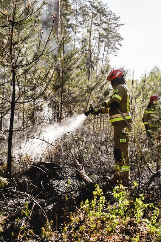 Pożar lasu w powiecie biłgorajskim - galeria zdjęć 