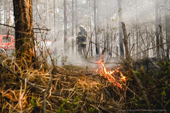 Pożar lasu w powiecie biłgorajskim - galeria zdjęć 