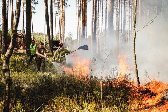 Pożar lasu w powiecie biłgorajskim - galeria zdjęć 