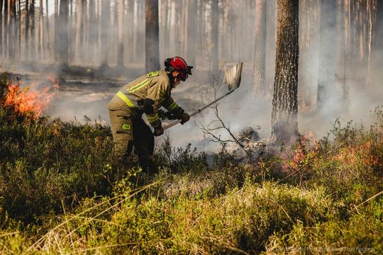 Pożar lasu w powiecie biłgorajskim - galeria zdjęć 