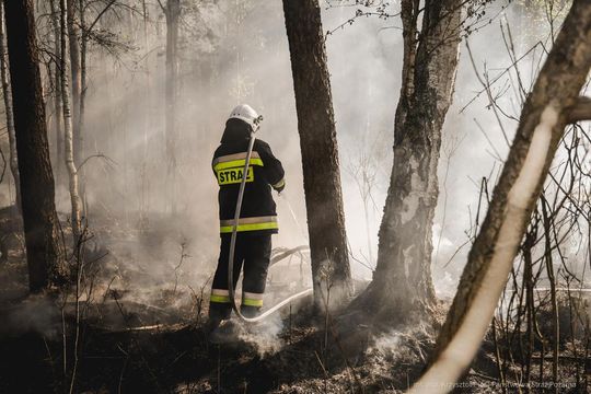 Pożar lasu w powiecie biłgorajskim - galeria zdjęć 