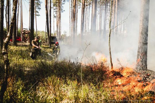 Pożar lasu w powiecie biłgorajskim - galeria zdjęć 