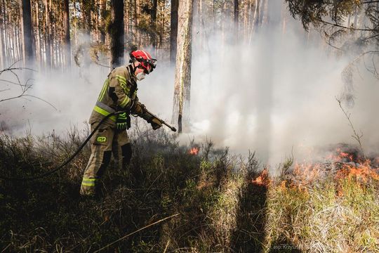 Pożar lasu w powiecie biłgorajskim - galeria zdjęć 
