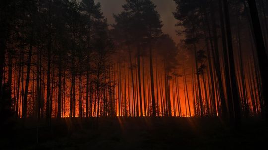 Wielki pożar lasu na pograniczu gmin Józefów i Łukowa [ZDJĘCIA]