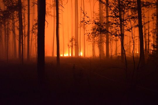 Wielki pożar lasu na pograniczu gmin Józefów i Łukowa [ZDJĘCIA]