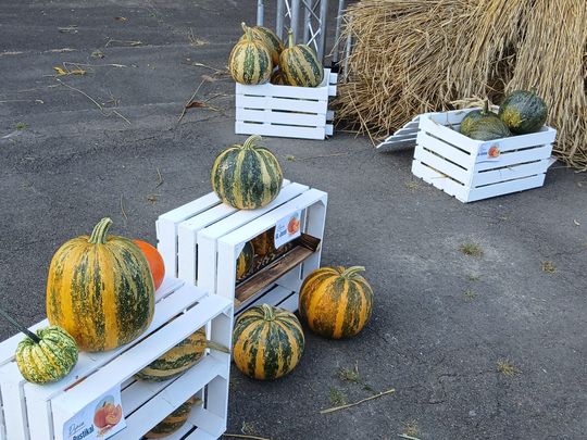V Wielkie Święto Plantatorów Dyni „Gleisdorfer” w Tyszowcach